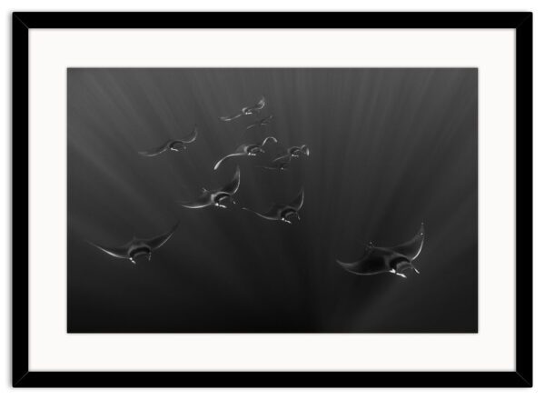 Mobula's-Encounter-ARVIVID-Frame-Horizontal-Negro